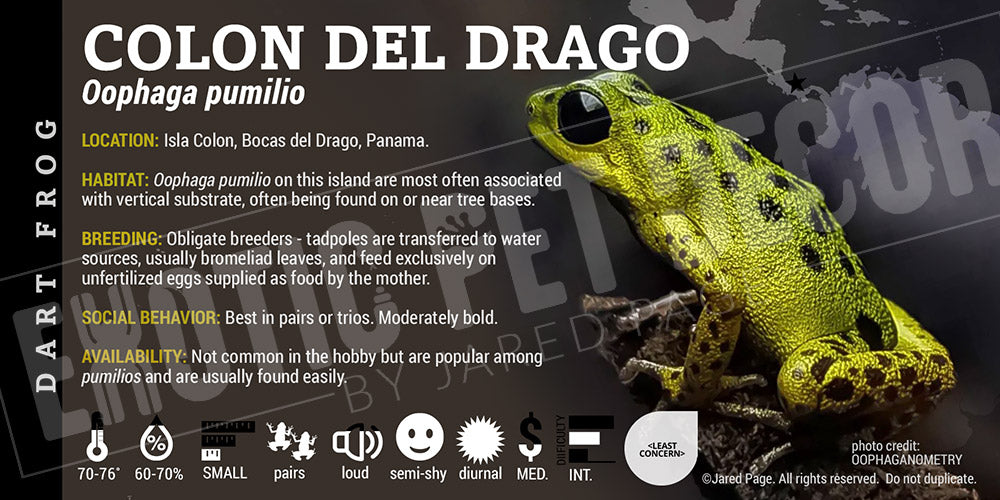 Oophaga pumilio 'Drago Colon' Dart Frog Label