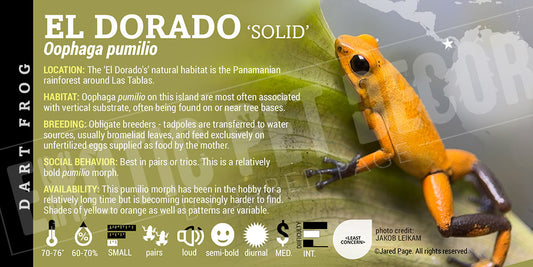 Oophaga pumilio 'El Dorado' Dart Frog Label