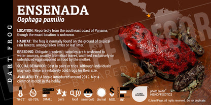 Oophaga pumilio 'Ensenada' Dart Frog Label