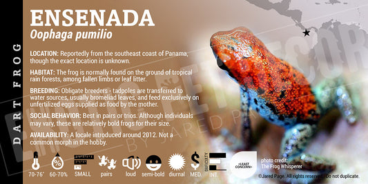 Oophaga pumilio 'Ensenada' Dart Frog Label