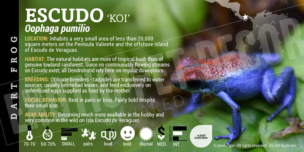 Oophaga pumilio 'Escudo' Dart Frog Label