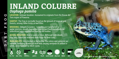 Oophaga pumilio 'Inland Colubre' Dart Frog Label
