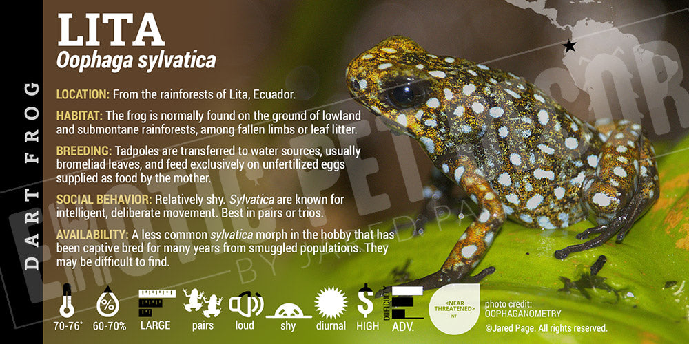 Oophaga sylvatica 'Lita' Dart Frog Label
