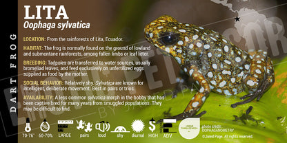 Oophaga sylvatica 'Lita' Dart Frog Label
