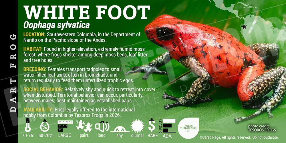 Oophaga sylvatica 'White Foot' Dart Frog label