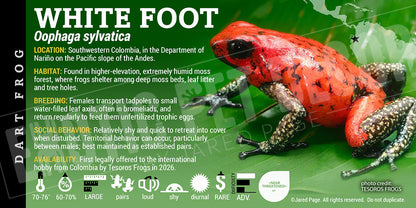 Oophaga sylvatica 'White Foot' Dart Frog label