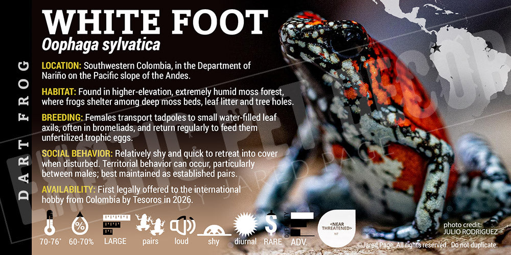 Oophaga sylvatica 'White Foot' Dart Frog label