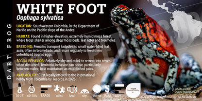 Oophaga sylvatica 'White Foot' Dart Frog label