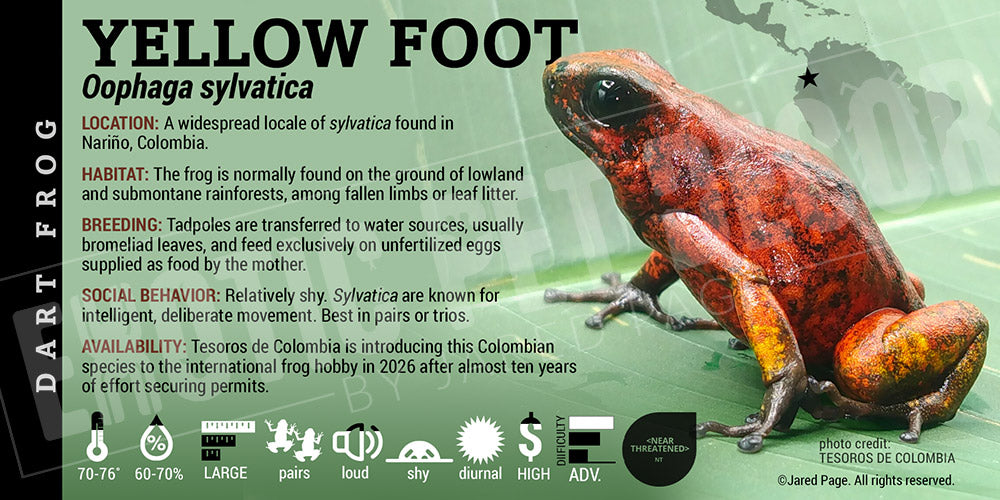 Oophaga sylvatica 'Yellow Foot' Dart Frog label