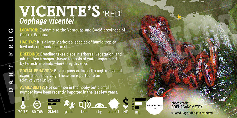 Oophaga vicentei 'Red' Dart Frog Label