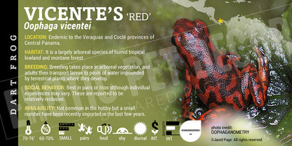 Oophaga vicentei 'Red' Dart Frog Label