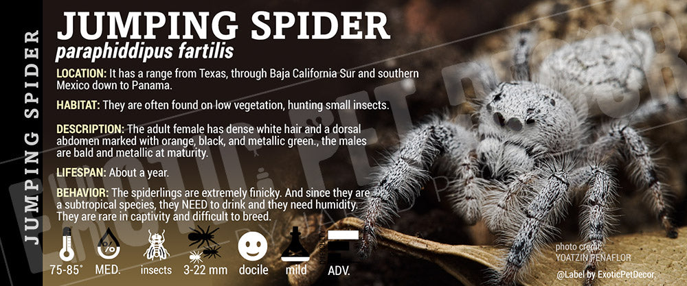 Paraphiddipus fartilis 'Jumping Spider'