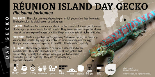 Phelsuma borbonica 'Reunion Island Day' Gecko