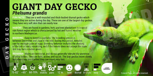 Phelsuma grandis 'Giant Day' Gecko