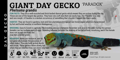 Phelsuma grandis 'Giant Day' Gecko