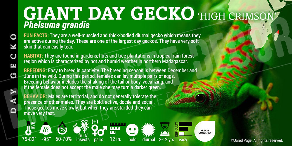 Phelsuma grandis 'Giant Day' Gecko