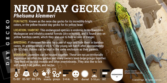 Phelsuma klemmeri 'Neon Day' Gecko