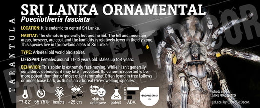 Poecilotheria fasciata 'Sri Lanka Tiger Ornamental' Tarantula label