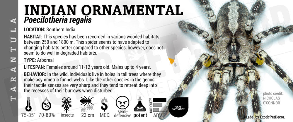 Poecilotheria regalis 'Indian Ornamental' Tarantula