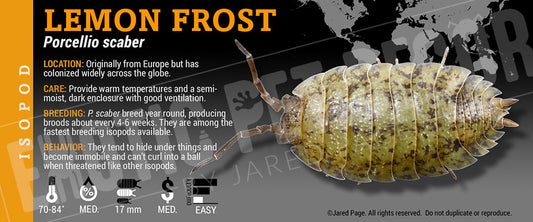 Porcellio scaber 'Lemon Frost' isopod label