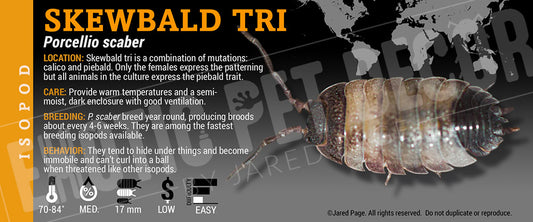 Porcellio scaber "Skewbald tri" isopod label