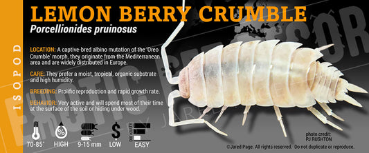 Porcellionides pruinosis 'Lemon Berry Crumble' isopod label