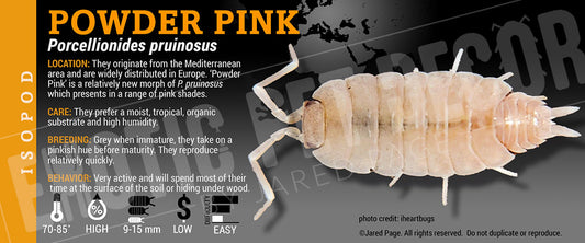 Porcellionides pruinosis 'Powder Pink' isopod label