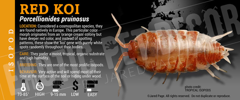 Porcellionides pruinosis 'Red Koi' isopod label