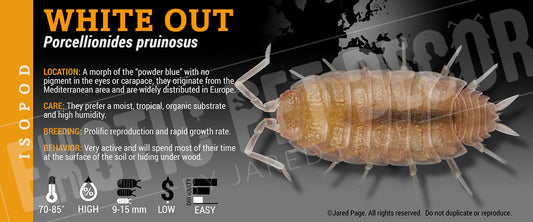 Porcellionides pruinosis 'White Out' isopod label