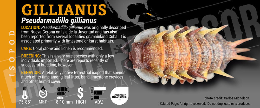 Pseudarmadillo gillianus isopod label