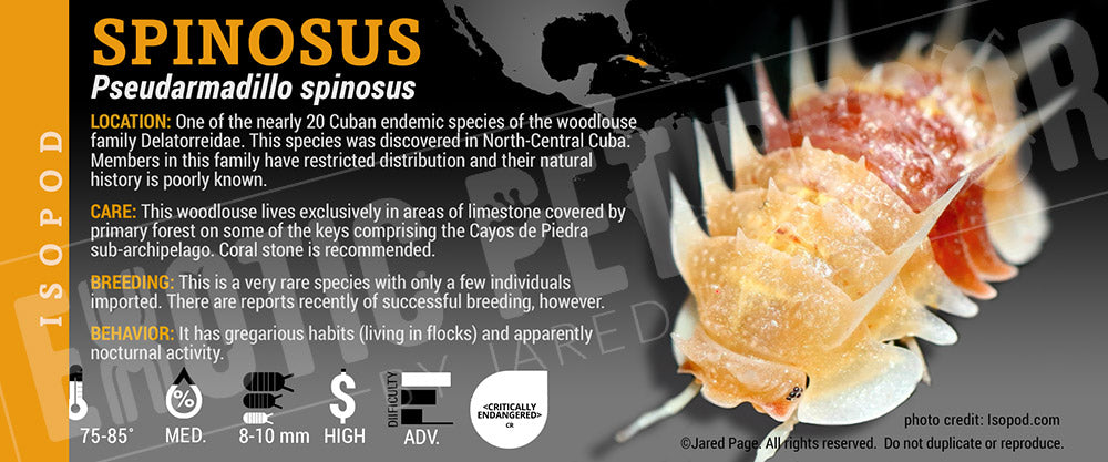 Pseudarmadillo spinosus isopod label