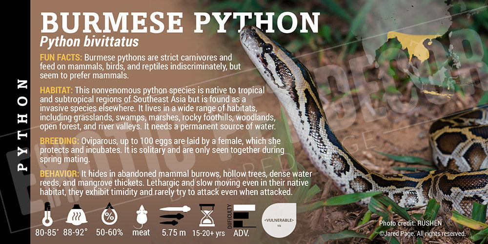 Python bivittatus 'Burmese' Python Cards and Enclosure Labels – Exotic ...
