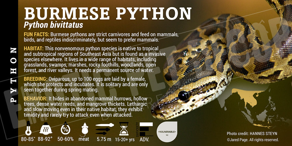 Python bivittatus 'Burmese' Python Cards and Enclosure Labels Exotic