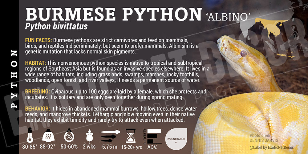 Python bivittatus 'Burmese' Python Cards and Enclosure Labels – Exotic ...