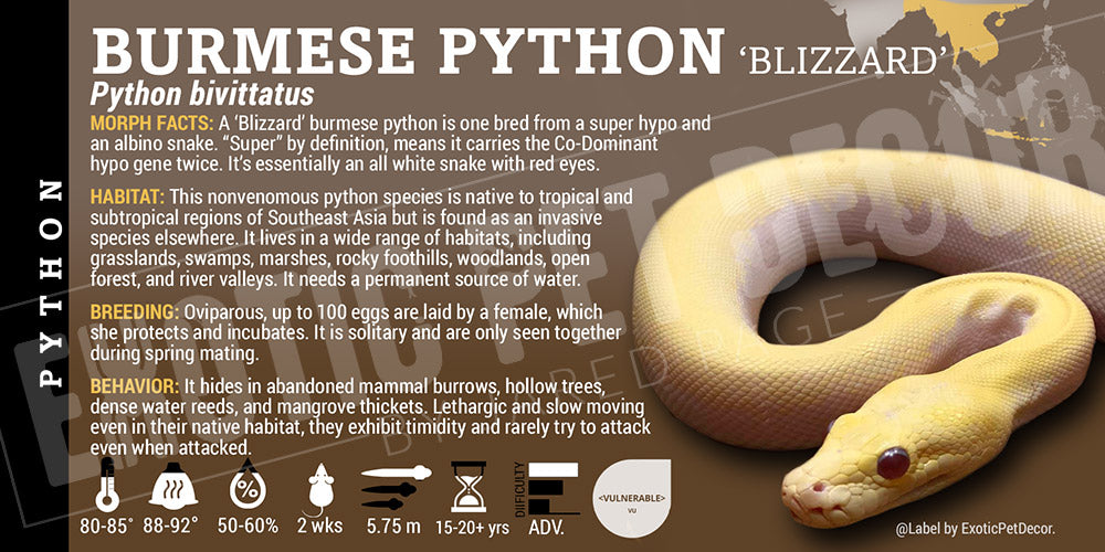Python bivittatus 'Burmese' Python Cards and Enclosure Labels – Exotic ...