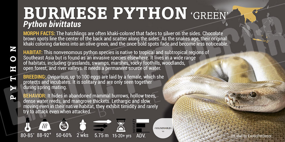 Python bivittatus 'Burmese' Python Cards and Enclosure Labels – Exotic ...