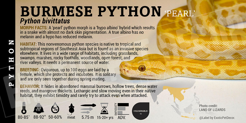 Python bivittatus 'Burmese' Python Cards and Enclosure Labels – Exotic ...