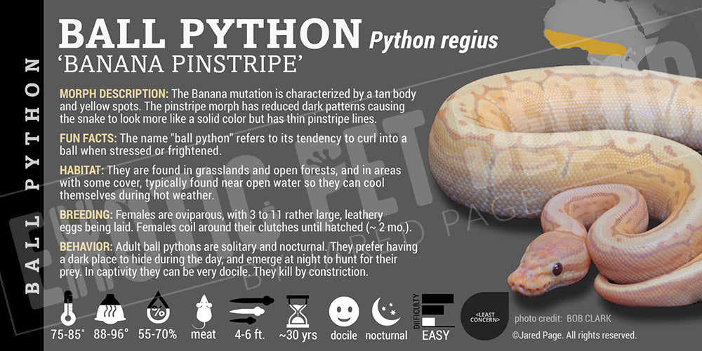 Python regius 'Ball' Python