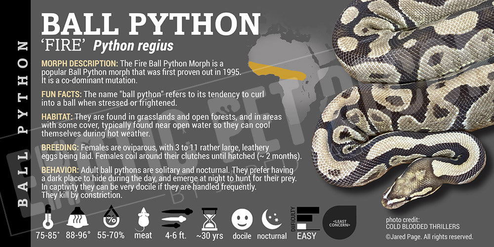 Python regius 'Ball' Python