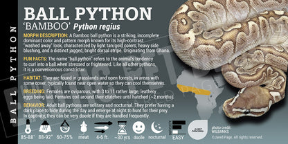 Python regius 'Ball' Python