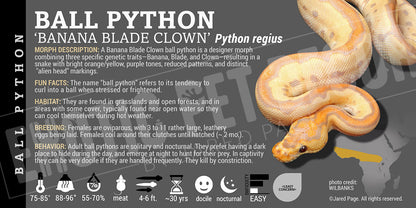 Python regius 'Ball' Python