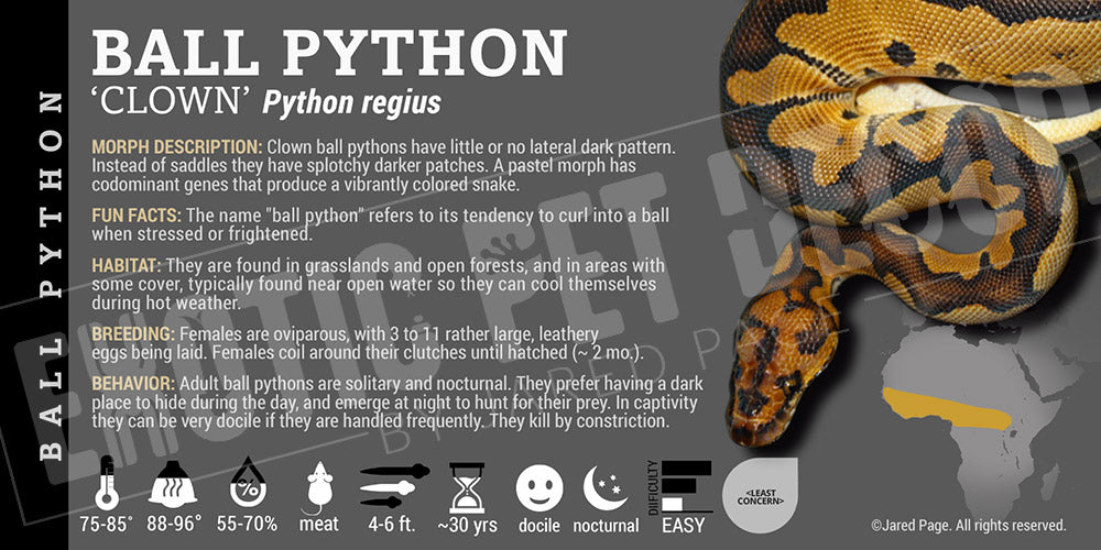 Python regius 'Ball' Python