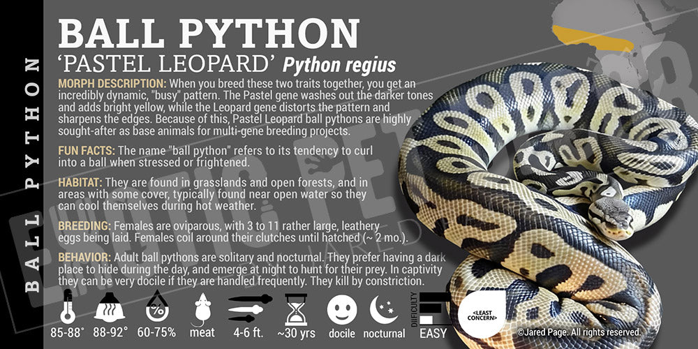 Python regius 'Ball' Python