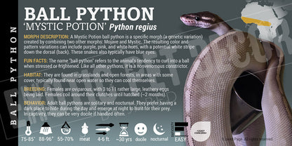 Python regius 'Ball' Python