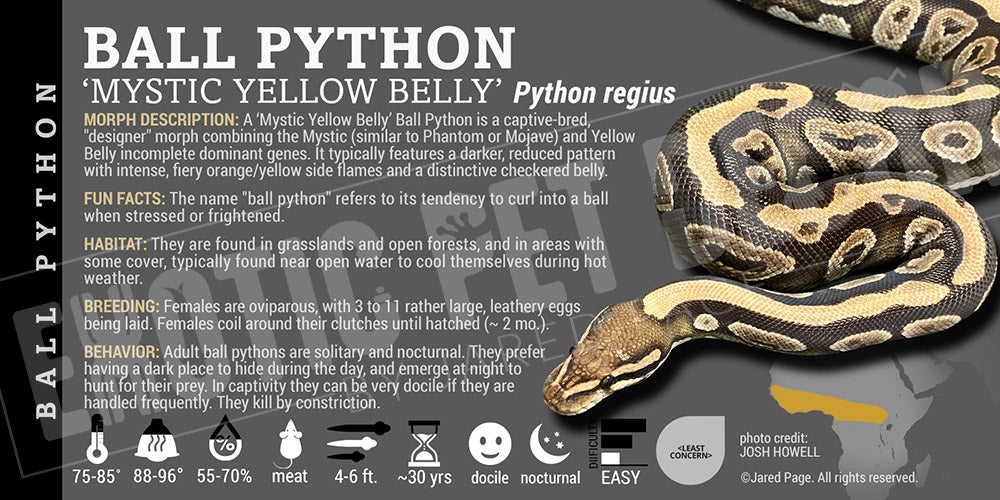 Python regius 'Ball' Python