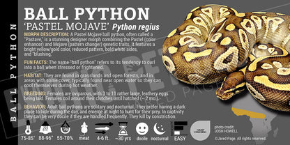 Python regius 'Ball' Python