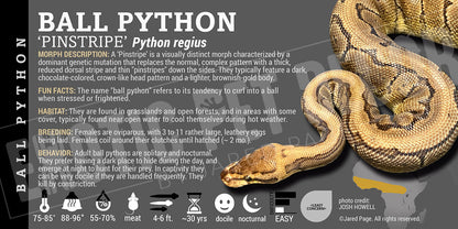 Python regius 'Ball' Python