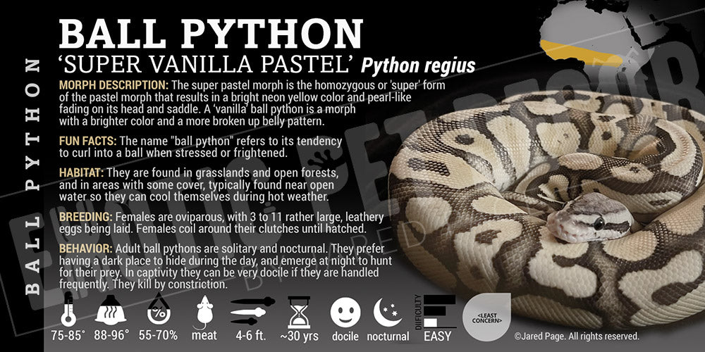 Python regius 'Ball' Python