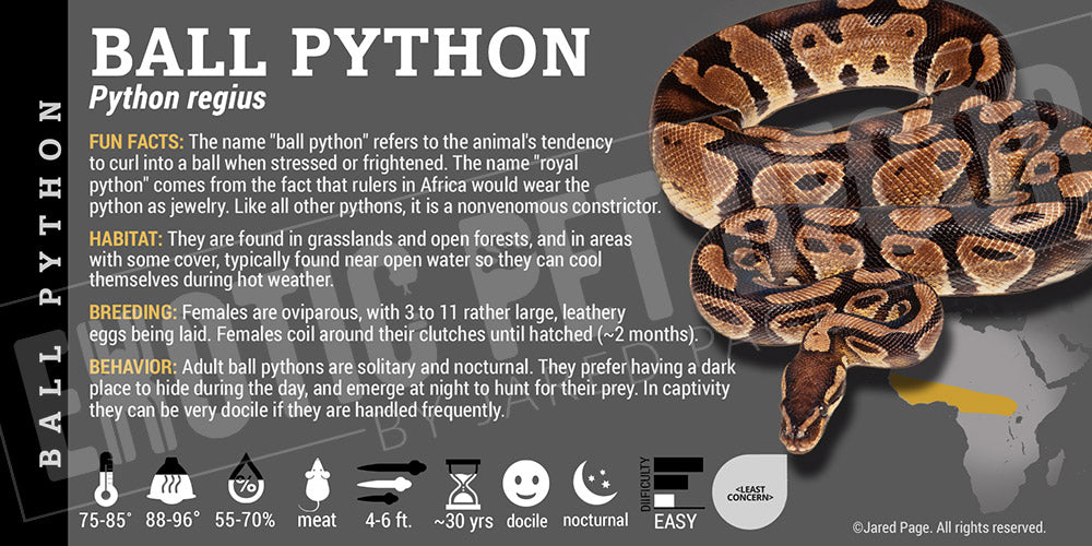 Python regius 'Ball' Python Cards and Enclosure Labels – Exotic Pet Decor