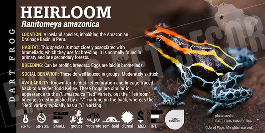 Ranitomeya amazonica 'Heirloom' dart frog label
